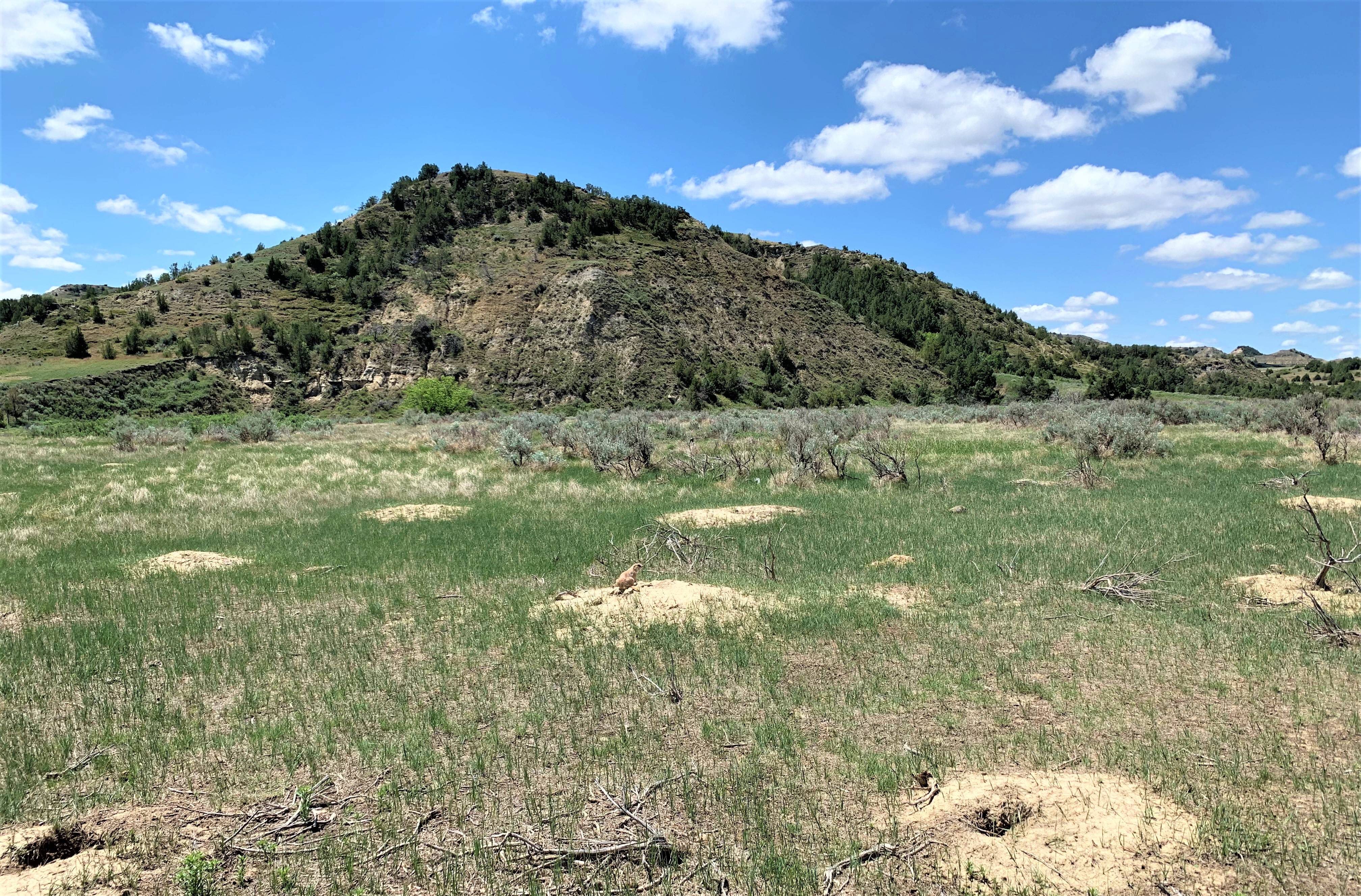 Theodore Roosevelt NP